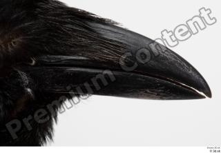 Carrion crow beak bird 0002.jpg